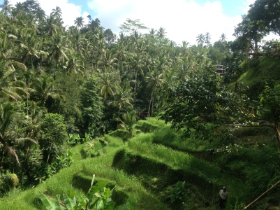 Ubud Rice Terrace, Indonesia